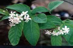 Holarrhena pubescens